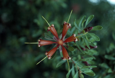 APII jpeg image of Lambertia inermis  © contact APII