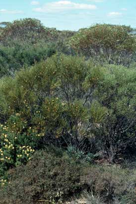 APII jpeg image of Daviesia lineata  © contact APII