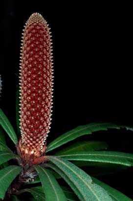 APII jpeg image of Banksia plagiocarpa  © contact APII