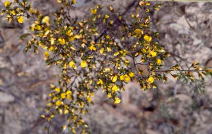 APII jpeg image of Pultenaea tenuifolia  © contact APII