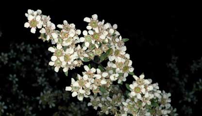 APII jpeg image of Leptospermum brevipes  © contact APII