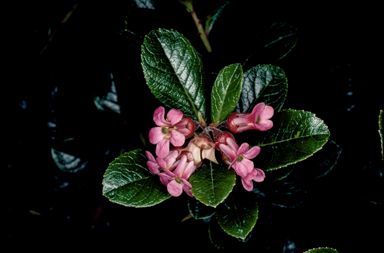 APII jpeg image of Escallonia rubra var. rubra  © contact APII