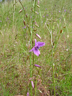 APII jpeg image of Arthropodium fimbriatum  © contact APII