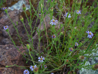 APII jpeg image of Vittadinia cuneata  © contact APII