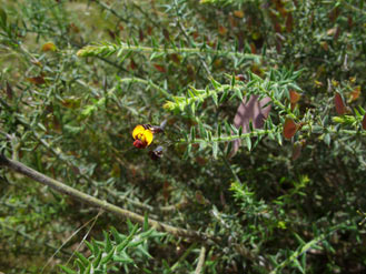 APII jpeg image of Daviesia pubigera  © contact APII