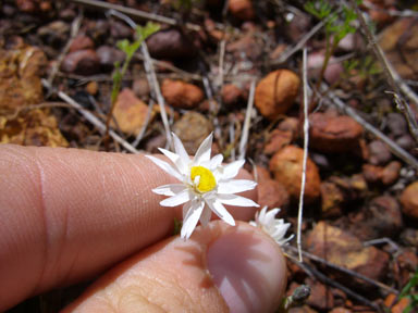 APII jpeg image of Hyalosperma cotula  © contact APII