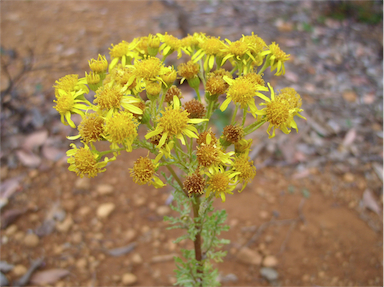 APII jpeg image of Senecio jacobaea  © contact APII