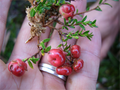 APII jpeg image of Gaultheria tasmanica  © contact APII