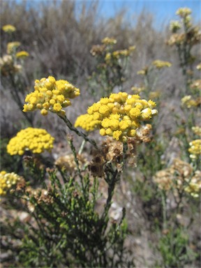 APII jpeg image of Ozothamnus diotophyllus  © contact APII