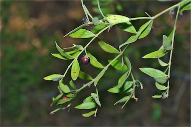 APII jpeg image of Carissa lanceolata  © contact APII