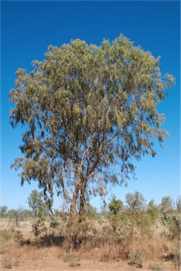 APII jpeg image of Vachellia sutherlandii  © contact APII