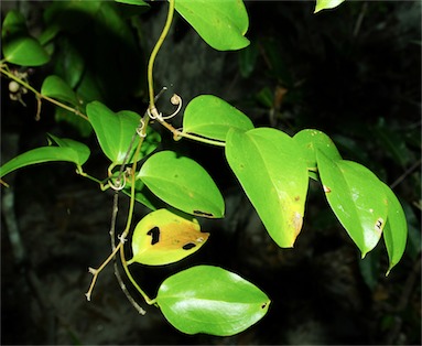 APII jpeg image of Smilax elliptica  © contact APII