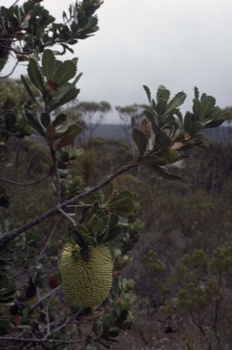 APII jpeg image of Banksia lemanniana  © contact APII