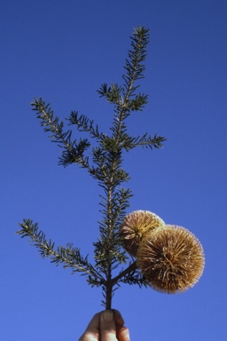 APII jpeg image of Banksia scabrella  © contact APII