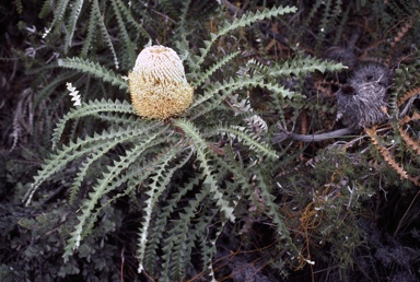 APII jpeg image of Banksia speciosa  © contact APII