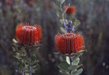 APII jpeg image of Banksia coccinea  © contact APII