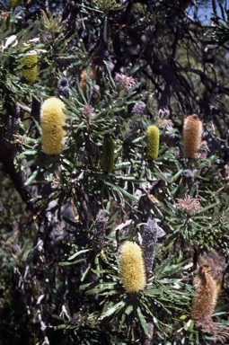 APII jpeg image of Banksia attenuata  © contact APII