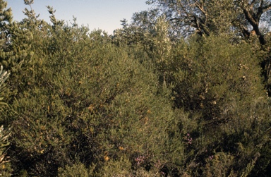 APII jpeg image of Banksia laricina  © contact APII