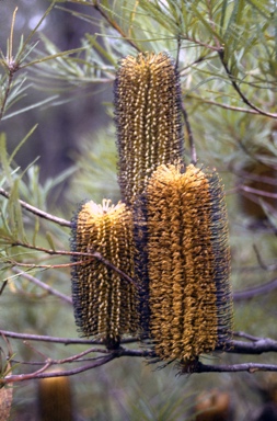 APII jpeg image of Banksia spinulosa var. cunninghamii  © contact APII