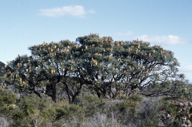 APII jpeg image of Banksia attenuata  © contact APII