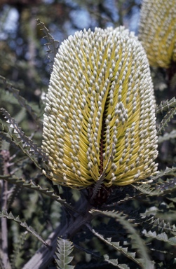 APII jpeg image of Banksia speciosa  © contact APII