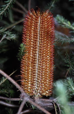 APII jpeg image of Banksia spinulosa  © contact APII