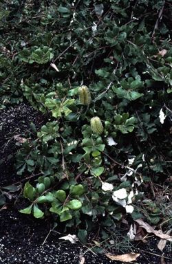 APII jpeg image of Banksia integrifolia 'Roller Coaster'  © contact APII