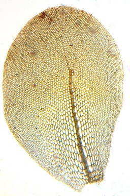 APII jpeg image of Distichophyllum microcarpum  © contact APII