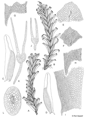 APII jpeg image of Fissidens asplenioides  © contact APII