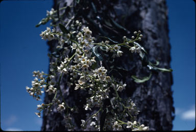 APII jpeg image of Flindersia maculosa  © contact APII