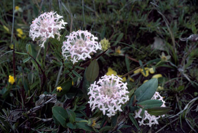 APII jpeg image of Pimelea hispida  © contact APII