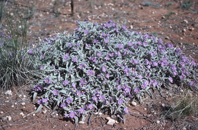 APII jpeg image of Solanum ellipticum  © contact APII