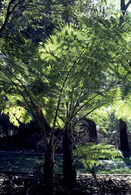 APII jpeg image of Cyathea baileyana  © contact APII