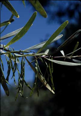 APII jpeg image of Acacia stricta  © contact APII