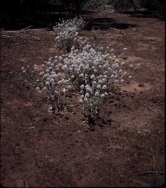 APII jpeg image of Atriplex atriplicifolius var. atriplicifolius  © contact APII