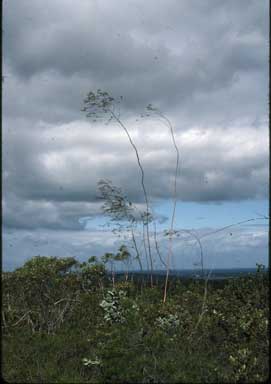 APII jpeg image of Eucalyptus sepulcralis  © contact APII