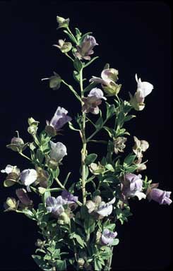 APII jpeg image of Eremophila freelingii  © contact APII