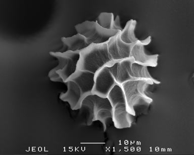 APII jpeg image of Fossombronia wattsii  © contact APII