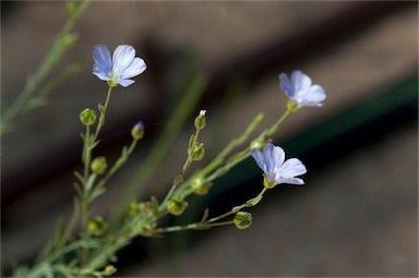 APII jpeg image of Linum marginale  © contact APII