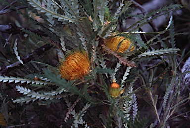 APII jpeg image of Banksia formosa  © contact APII