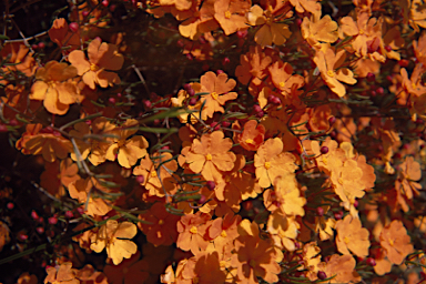 APII jpeg image of Hibbertia stellaris  © contact APII