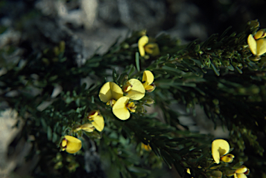 APII jpeg image of Latrobea diosmifolia  © contact APII
