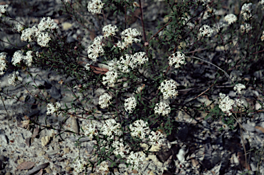 APII jpeg image of Pimelea linifolia  © contact APII