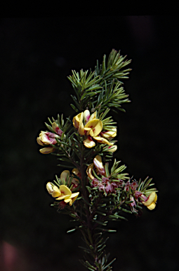 APII jpeg image of Pultenaea tenuifolia  © contact APII