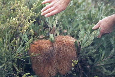 APII jpeg image of Banksia baueri  © contact APII