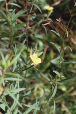 APII jpeg image of Ludwigia octovalvis  © contact APII