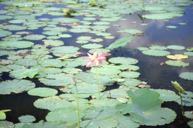 APII jpeg image of Calectasia narragara,<br/>Nelumbo nucifera  © contact APII