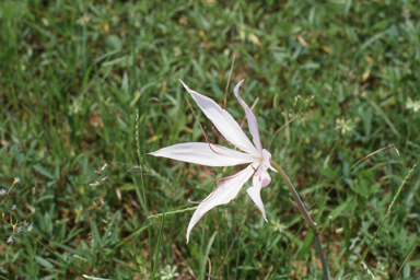 APII jpeg image of Crinum uniflorum  © contact APII