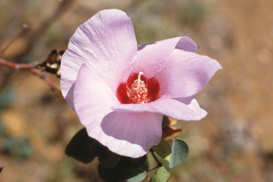 APII jpeg image of Gossypium sturtianum  © contact APII