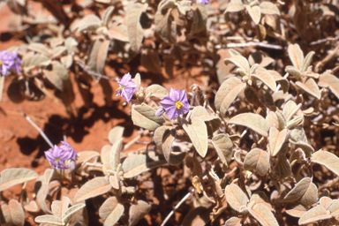 APII jpeg image of Conospermum acerosum,<br/>Solanum sturtianum  © contact APII